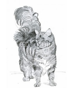 Nadiia Starovoitova, Animal Collection: Cat