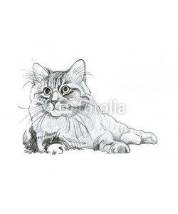 Nadiia Starovoitova, Animal Collection: Cat