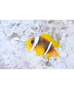 uwimages, Anemonefish in bleached host sea anemone