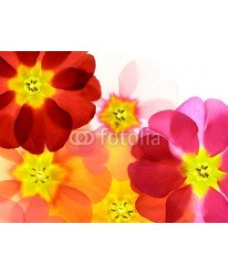 Anette Linnea Rasmus, Close-up of primula flower against white background