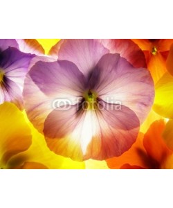 Anette Linnea Rasmus, close-up of colourful viola tricolor against white background
