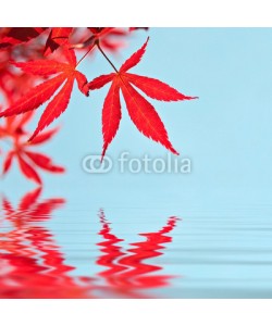 Delphotostock, Feuilles d'érable rouge, reflets dans l'eau