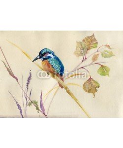 Nadiia Starovoitova, Common Kingfisher bird