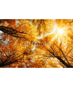 Smileus, Die Herbstsonne scheint durch Baumkronen