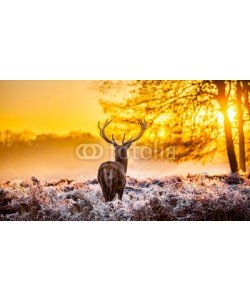 arturas kerdokas, Red deer in the morning sun