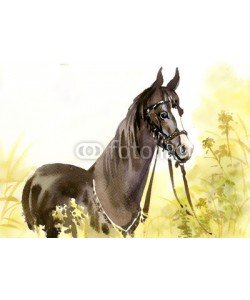 Nadiia Starovoitova, Horse in the grass