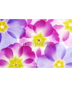Anette Linnea Rasmus, Close-up of pastel primula flowers against white background