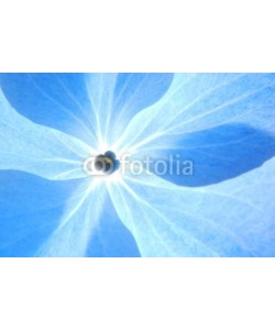 Anette Linnea Rasmus, Close-up of soft pastel blue hortensia flower