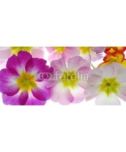 Anette Linnea Rasmus, Close-up of pastel primula flowers against white background