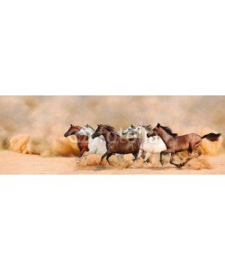 loya_ya, Herd gallops in the sand storm