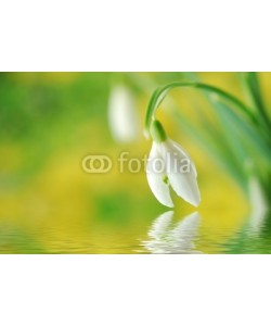 Anette Linnea Rasmus, Close-up of white snowdrop