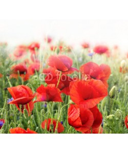 doris oberfrank-list, Roter Mohn: Farbe des Sommers :)