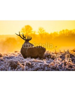 arturas kerdokas, Red deer in the morning sun