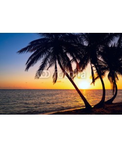 Oleksandr Dibrova, Tropic sunrise through the coconut palms