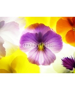 Anette Linnea Rasmus, close-up of colourful viola tricolor as a background