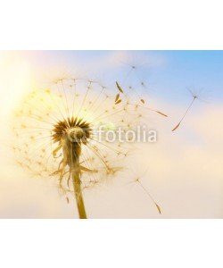 Visions-AD, Pusteblume mit fliegenden Schirmchen im Sonnenlicht