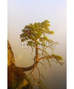 Visions-AD, Kiefer am Felsen bei Sonnenaufgang im Nebel