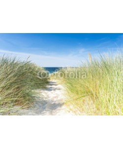 reachart777, Dune with beach grass close-up.
