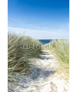 reachart777, Dune with beach grass close-up.