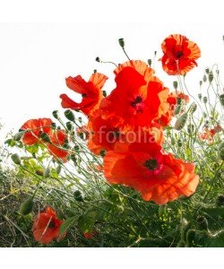 doris oberfrank-list, Mohnblüten :)