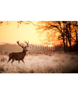 arturas kerdokas, Red Deer in Morning Sun.