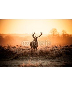 arturas kerdokas, Red Deer in Morning Sun.