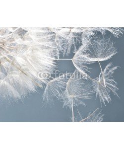 doris oberfrank-list, Dandelion clock: wishes and dreams    :)