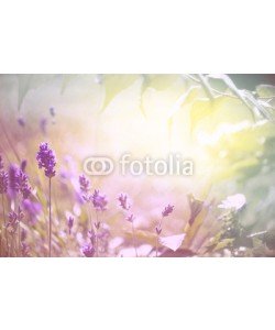 Floydine, Duftender Lavendel