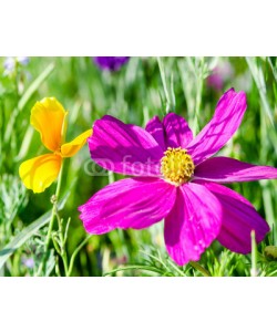 doris oberfrank-list, Schmuckkörbchen: Cosmea bipinnatus :)