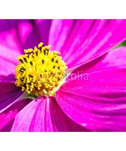 doris oberfrank-list, Cosmea bipinnatus