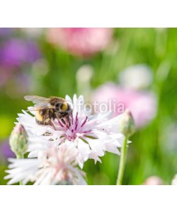 doris oberfrank-list, Summer: Bee on a white cornflower :)