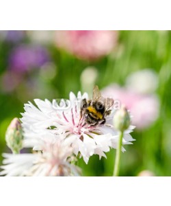 doris oberfrank-list, Summer: Bee on a white cornflower :)