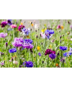 doris oberfrank-list, Summer: Meadow with colorful cornflowers :)