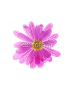 Anette Linnea Rasmus, pink chrysanthemum