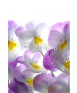 Anette Linnea Rasmus, colourful viola tricolor