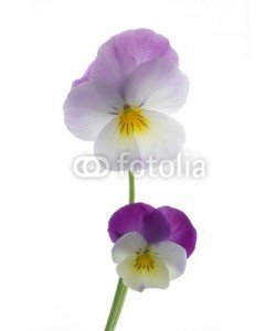 Anette Linnea Rasmus, colourful viola tricolor