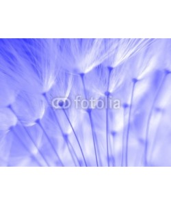 Anette Linnea Rasmus, blue dandelion seeds