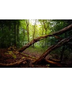 Stefan Körber, Herbstwald