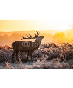 arturas kerdokas, Red deer