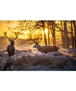 arturas kerdokas, Red deer