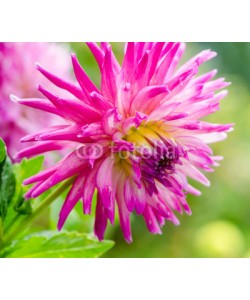 doris oberfrank-list, Closeup on pink dahlia flower :)