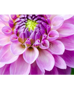 doris oberfrank-list, Closeup on pink dahlia flower