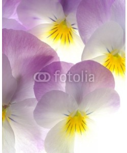 Anette Linnea Rasmus, violet viola tricolor
