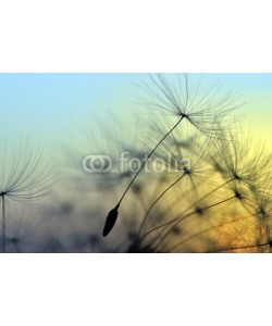 supertramp8, Golden sunset and dandelion, meditative zen background