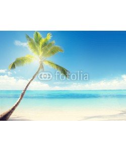 Iakov Kalinin, Caribbean sea and coconut palm