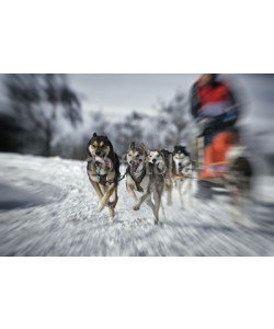 Blickfang, Hundeschlittenrennen Zoombewegung