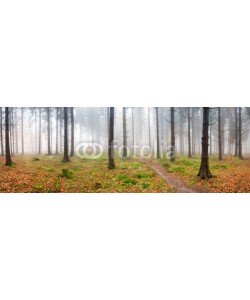 eyetronic, Nebel im Wald