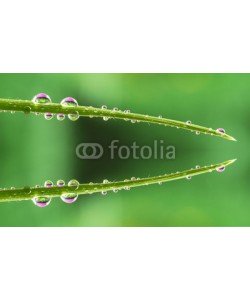 roberaten, water drops on grass