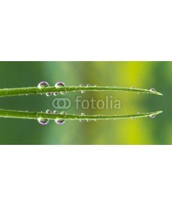 roberaten, water drops on grass