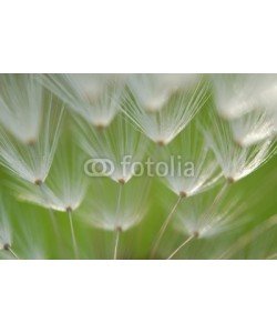 Anette Linnea Rasmus, dandelion seed